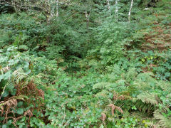 Coed Mamgu level very overgrown, Pont-y-waun, September 2012